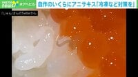 【映像】いくら丼に潜むアニサキス…専門家が語る対策とは