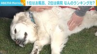 1位は？「犬が嫌いな言葉」ランキング