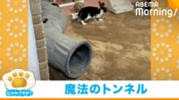 【映像】トンネル通過でウサギの体が“入れ替わる”一部始終