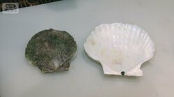 ホタテがピンチ　陸奥湾は水温高く稚貝大量死　小粒化で料理店は仕入れ先転々