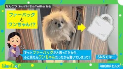 「ずっとファーバッグだと思ってた」マダムの“笑撃的”な間違いに「目が合ったらビックリ」「いつ頃販売されますか」反響続々