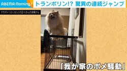 脅威の連続ジャンプ！ビッグポメラニアンの“クセ強”な歓迎に「溢れる愛の表れ」と反響続々