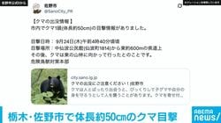栃木・佐野市で体長約50cmのクマ目撃 市が注意呼びかけ