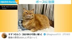 「最後の表情はずるいって」床にゴロンゴロン→ポーズ決めアピールする猫