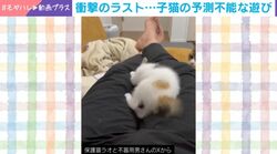 予想外すぎる“謎の遊び”…！→足の隙間に潜り込み「遊びはおしまい！」と勢いよく射出される姿に「ほんと意味不明な動きすること多い」など反響