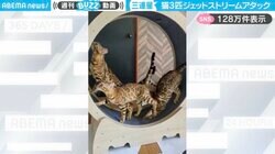 ヒョウ柄三連星のジェットストリームアタック！？猫3匹が回し車を取り合いながら走る動画に「めっちゃ使いこなしてる！」「こんなに運動するの大変そう」と話題
