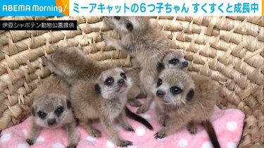 6つ子の赤ちゃんミーアキャット つぶらな瞳で母親の後を追う微笑ましい