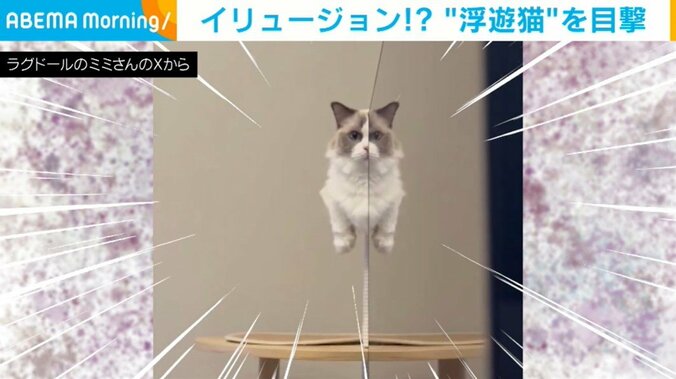猫のミミちゃん（5歳）