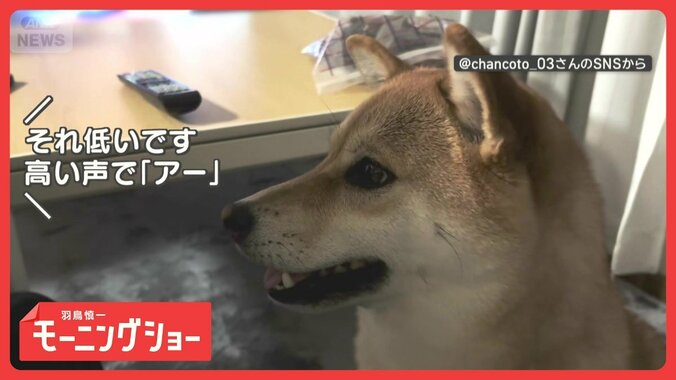 美声でお返事だワン　高い声で「アー」　音程がワントーン上がる犬　声マネしてる？ 1枚目