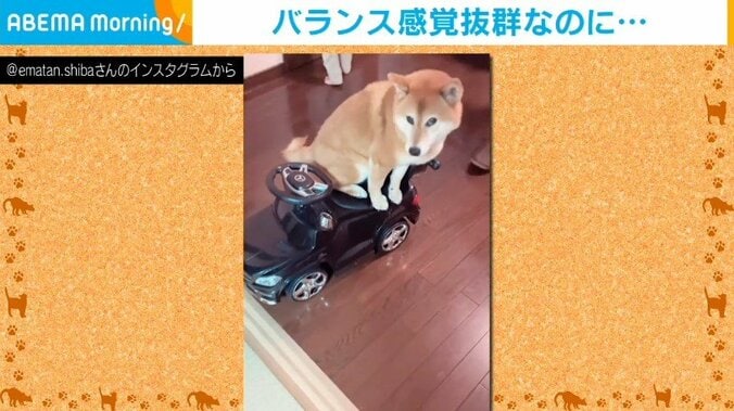 手押し車で赤ちゃんに運ばれる柴犬 “驚異のバランス感覚”に「さすがでございます！！」と絶賛の声 1枚目