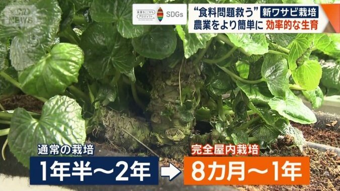 栽培期間を短縮