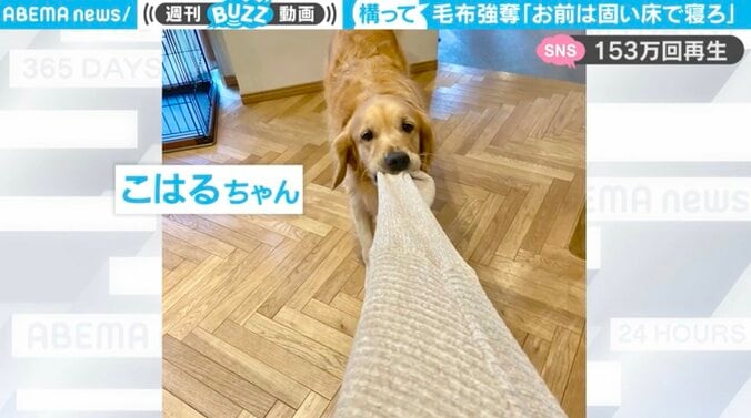 「お前は堅い床で寝てろ」飼い主からブランケットを強奪する犬に「奪いにくるスピード速くて笑います」の声 1枚目