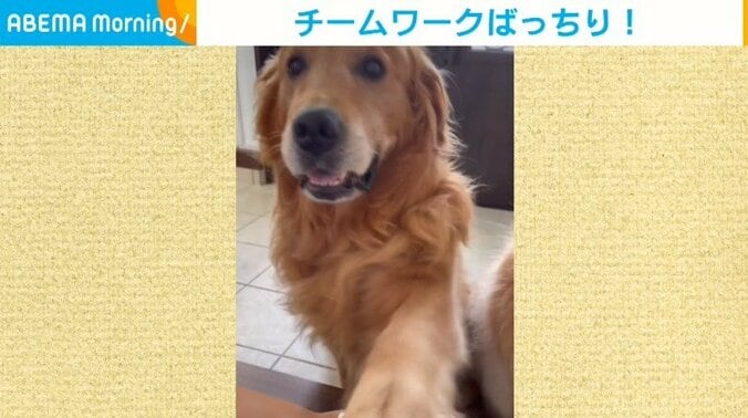 流れに乗って前足ポン 飼い主家族と