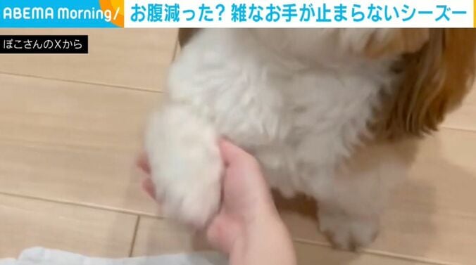 シーズーのぽこくん