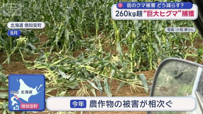 ヒグマによる農作物の被害