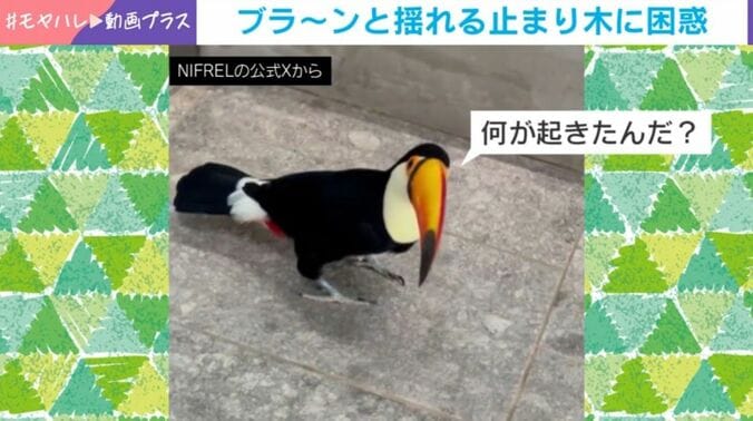 オニオオハシのポンズくん