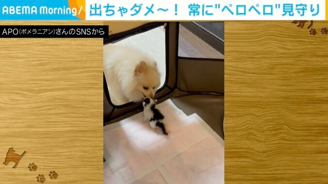 「ここから出たらだめ！」子猫の動きを“ペロペロ攻撃”で阻止するポメラニアン しっかり見張る姿が門番のよう 1枚目