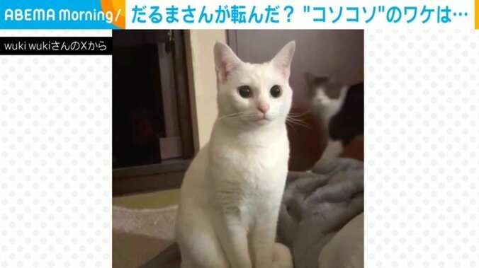 猫のミミちゃん（2歳）とまるくん（2歳）