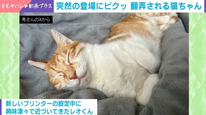 レオくん