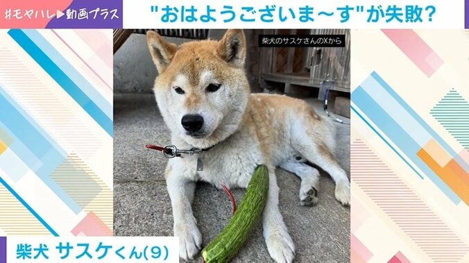 柴犬のサスケくん
