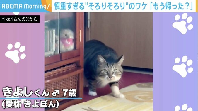 猫の「きよし」くん