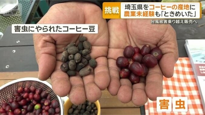 去年は害虫が大量発生