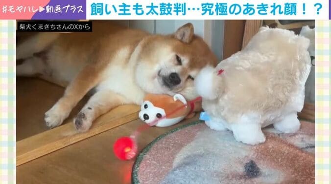 柴犬のくまきちくん
