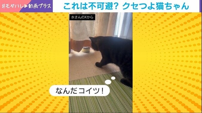 “ジャンピング・よもぎ”が直撃した瞬間