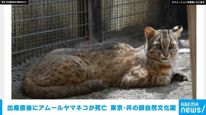 ミレ