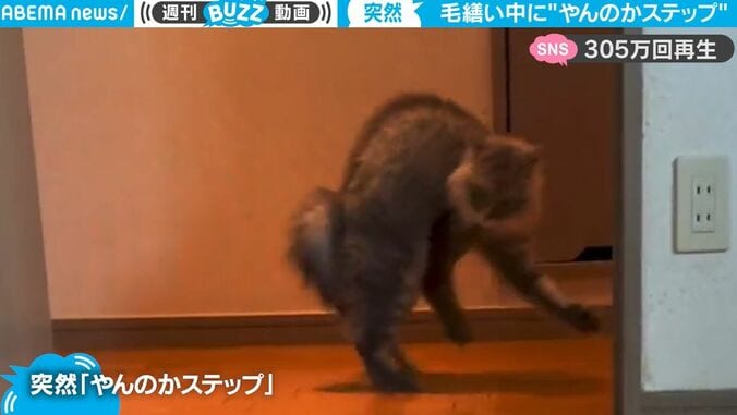 目が合ったら要注意！ 猫が突然「二足歩行でステップ」 クセの強いポーズで想像と違う予想外の動きに大反響 1枚目