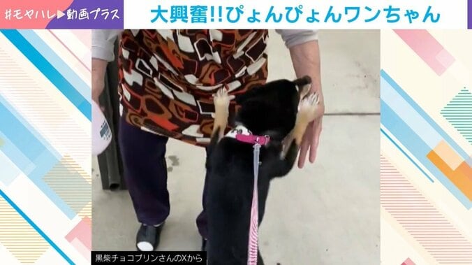 チョコプリンちゃん