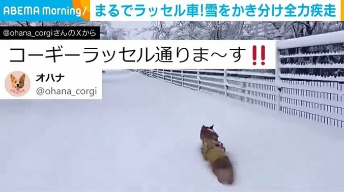 コーギーのオハナちゃん