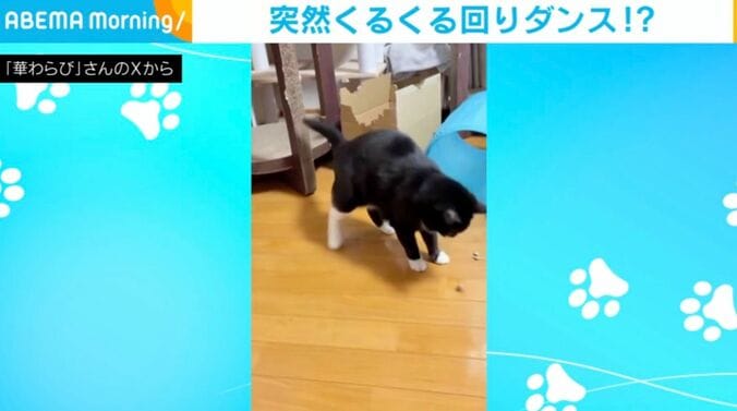猫のロコちゃん