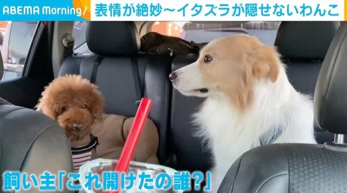 「これ開けたの誰？」→プイッと顔を背けるも誤魔化しきれない犬 「目で語るw」と反響 1枚目