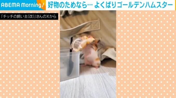 ゴールデンハムスターのチッチちゃん