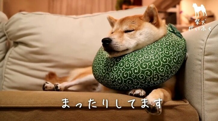 インスタで毎日1万“いいね”! イケメン柴犬「だいふく」の日々を放送 初の写真集も発売決定