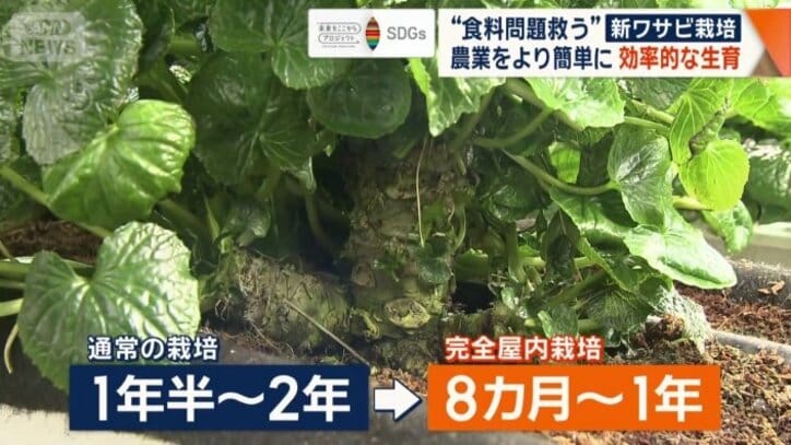 栽培期間を短縮