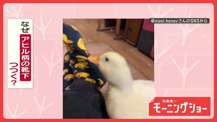 アヒル柄の靴下をつつくアヒルさん　引きちぎる勢いでグイグイ！　なぜつついてる？
