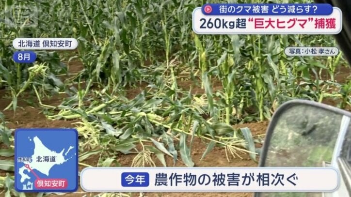 ヒグマによる農作物の被害