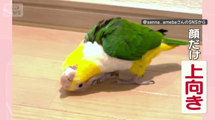 なんと顔だけ上向き！