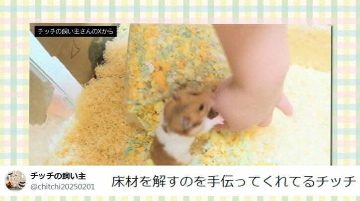 お手伝いするチッチちゃん