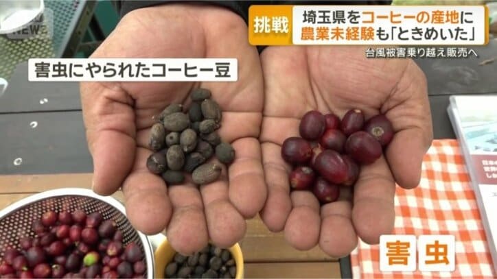 去年は害虫が大量発生