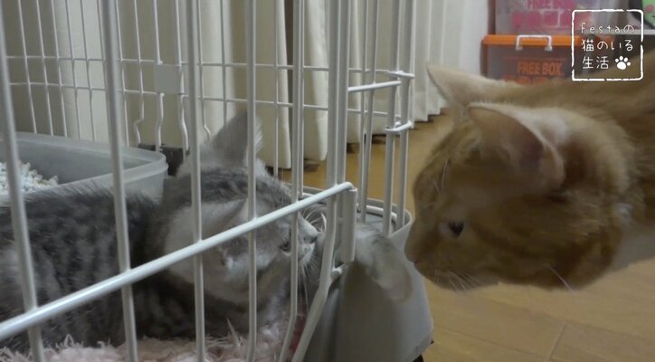 猫「お姉ちゃんって呼んでもいい…？」 姉妹のドキドキ10日間を放送決定