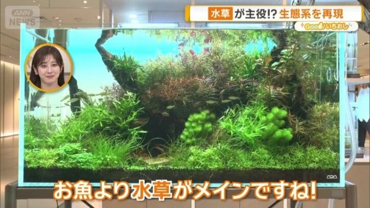 ネイチャーアクアリウムの王道なスタイル