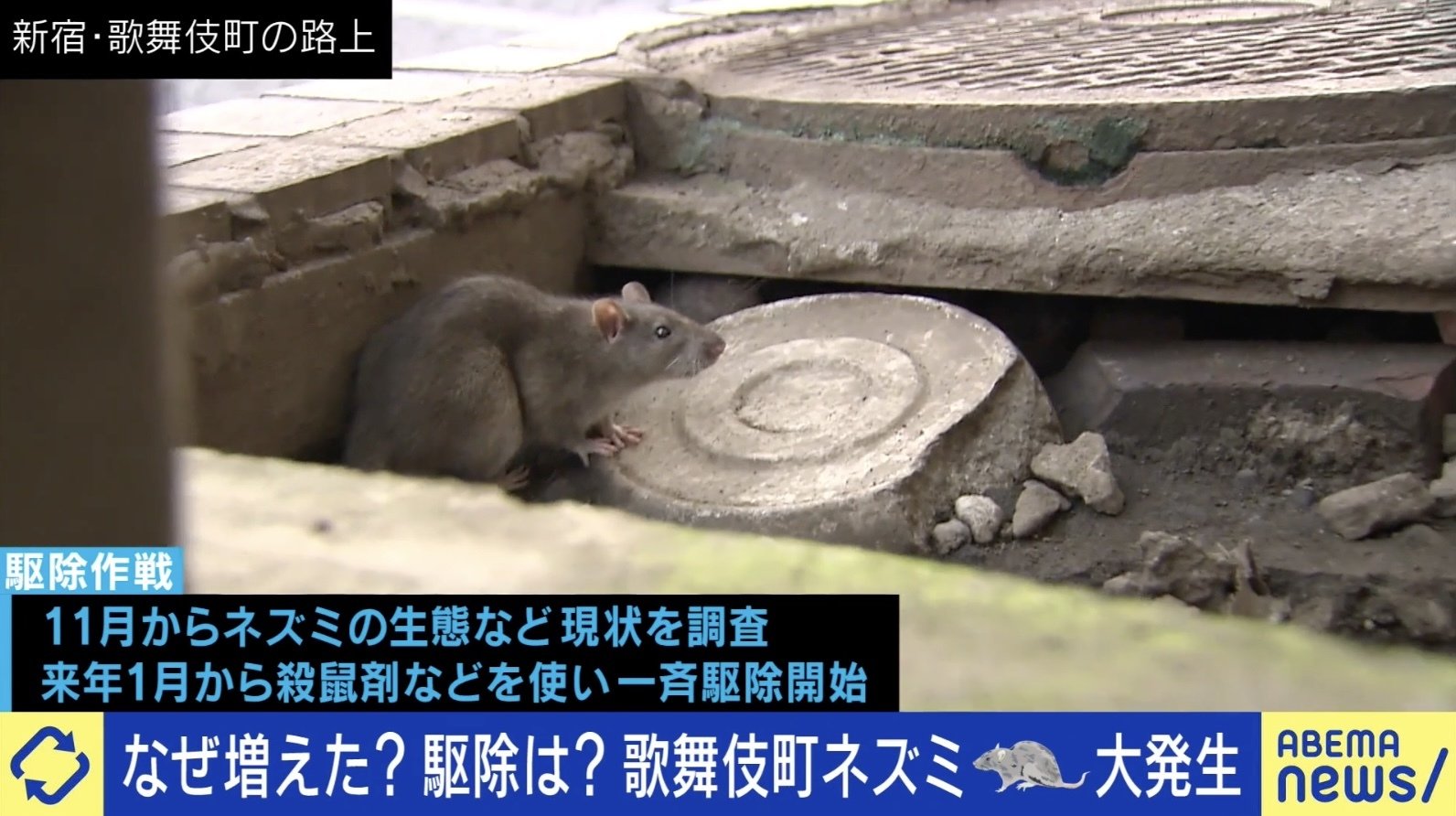 路上飲みを規制すべきとは思わない」 新宿区が歌舞伎町のネズミ駆除へ