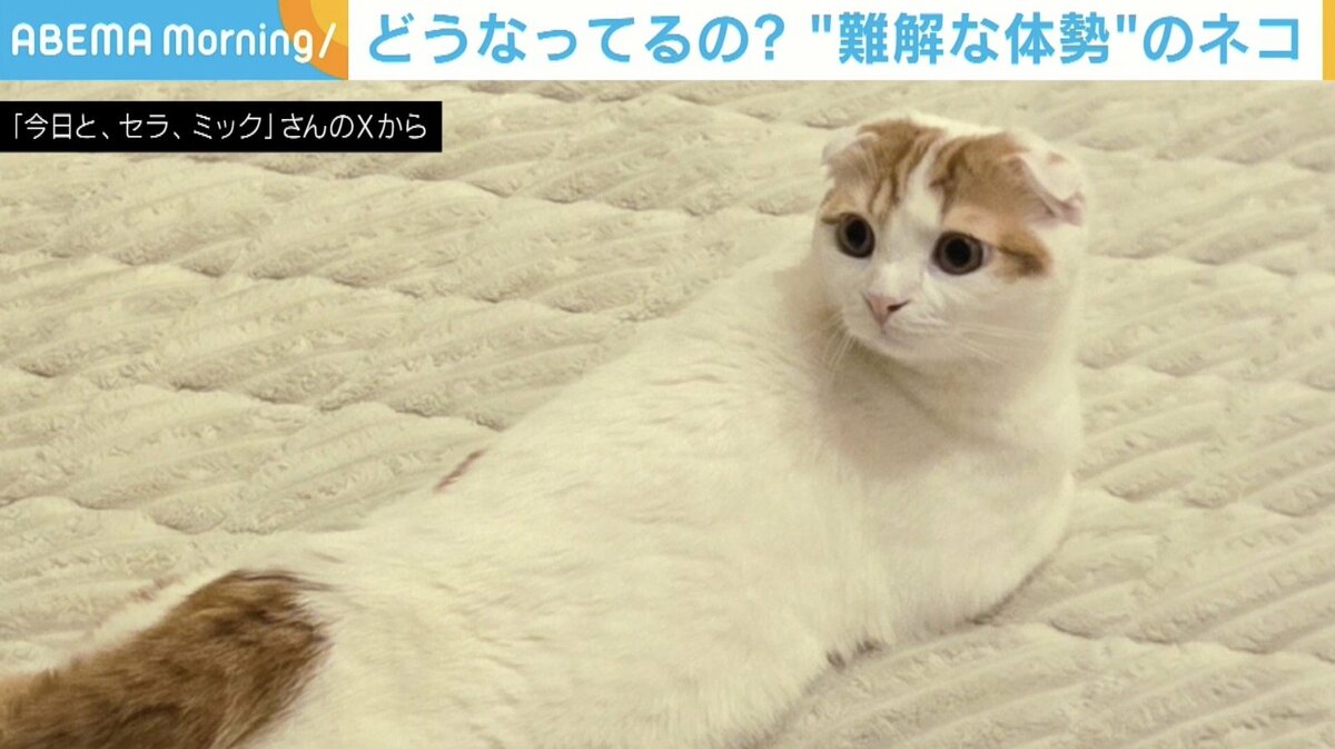 やせねこ様 なぜボス猫は、小さくてもボス猫なのか。｜猫様とごはん