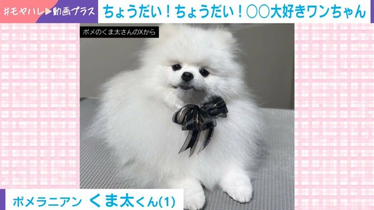 ちょうだい！ちょうだい！」ポメラニアンが必死にお願いする仕草に