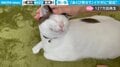 飼い主大好き猫が「あくび見せて」に秀逸リアクション 「主がイケボすぎてビビった」驚きの声も