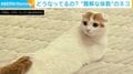 首が180度逆！？難解すぎる体勢の猫がSNSで話題「腹筋してんのかと思った」「猫背やめたニャン」