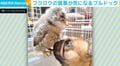 フクロウの赤ちゃんの食事を“ガン見”するブルドッグに「圧よ…ww」「全然動揺されてないよ！」など反響